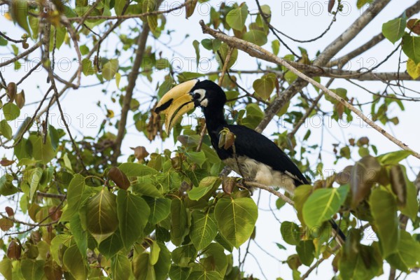 Hornbill, Sunrise Beach, Koh Hai, Ko Ngai, Krabi Province, Trang, Southern Thailand, Andaman Sea, Thailand