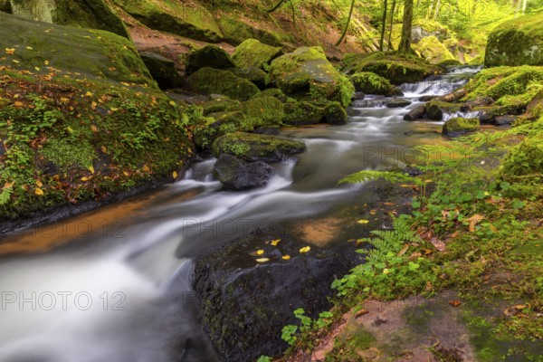 Stream through moss-covered stones, bracken fern (Pteridium aquilinum), Leptosporangiate ferns (Polypodiopsida), Karlstalschlucht, Trippstadt, Pfläzerwald, Rhineland-Palatinate, Germany