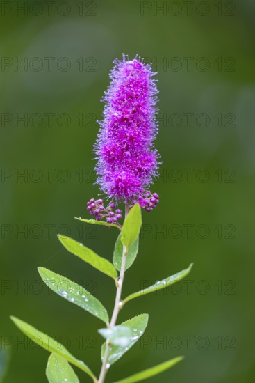 Willow-leaved spirea shrub (Spira salicifolia), rose family (Rosaceae), Moosbachtal, Dahn, Dahner Felsenland, Pfläzerwald, Rhineland-Palatinate, Germany