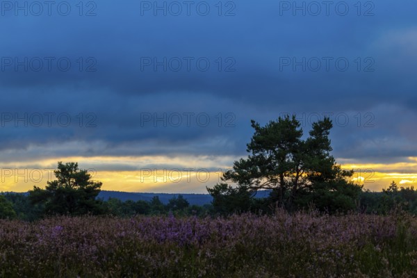 Heather (Erica vulgaris) Heather family (Ericaceae), Pine (Pinus), Mehlinger Heide, Pfläzerwald, Rhineland-Palatinate, Germany