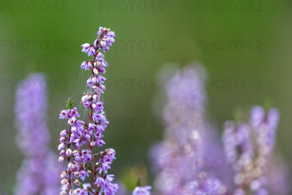 Heather (Erica vulgaris) Heather family (Ericaceae), Mehlinger Heide, Pfläzerwald, Rhineland-Palatinate, Germany