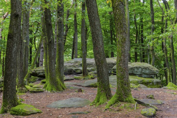 Boulders in the forest, red sandstone, pine (Pinus) Felsenmeer, Kalmit, Maikammer, Pfläzerwald, Rhineland-Palatinate, Germany