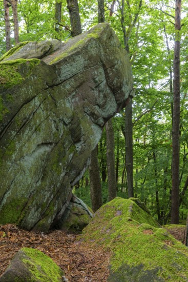Boulders in the forest, red sandstone, sea of rocks, Kalmit, Maikammer, Pfläzerwald, Rhineland-Palatinate, Germany
