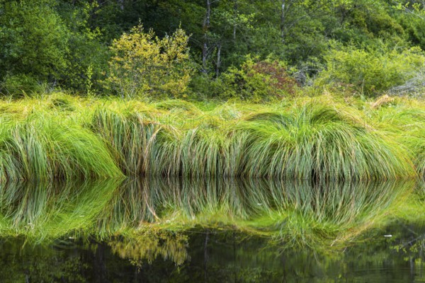 Stump sack sail (Carex paniculata), sour grasses (Poaceae), Moosbachtal, Dahn, Dahner Felsenland, Pfläzerwald, Rhineland-Palatinate, Germany