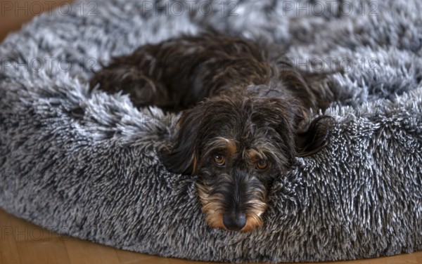 Interior photo, rough-haired dachshund (Canis lupus familiaris) female, 2 years old, lying in dog bed, dachshund look, trusting, Stuttgart, Baden-Württemberg, Germany