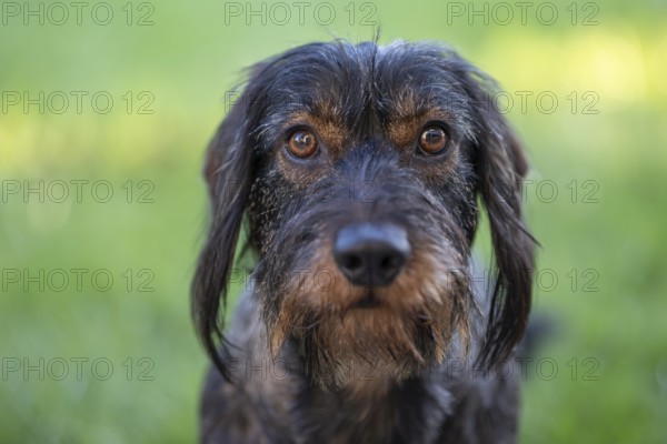 Rough-haired dachshund (Canis lupus familiaris) male, 4 years, animal portrait, attentive, Stuttgart, Baden-Württemberg, Germany