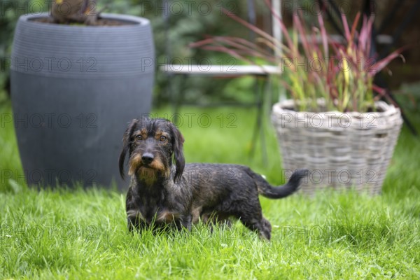 Rough-haired dachshund (Canis lupus familiaris) male, 4 years, attentive, in a meadow, in garden, Stuttgart, Baden-Württemberg, Germany