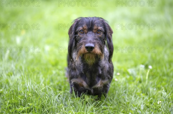 Rough-haired dachshund (Canis lupus familiaris) male, 4 years old, alert, on a meadow, Stuttgart, Baden-Württemberg, Germany