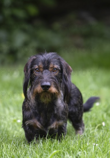 Rough-haired dachshund (Canis lupus familiaris) male, 4 years old, alert, on a meadow, Stuttgart, Baden-Württemberg, Germany