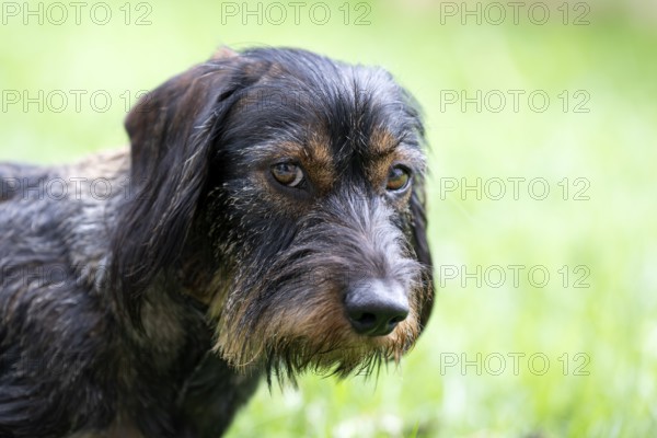 Rough-haired dachshund (Canis lupus familiaris) male, 4 years, animal portrait, gestures, sceptical, Stuttgart, Baden-Württemberg, Germany
