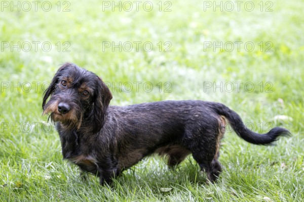 Rough-haired dachshund (Canis lupus familiaris) male, 4 years old, alert, in a meadow, head tilted, Stuttgart, Baden-Württemberg, Germany