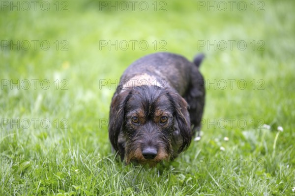 Rough-haired dachshund (Canis lupus familiaris) male, 4 years, crouched, creeping up, in a meadow, Stuttgart, Baden-Württemberg, Germany