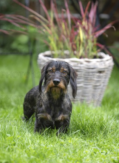 Rough-haired dachshund (Canis lupus familiaris) male, 4 years, attentive, in a meadow, in garden, Stuttgart, Baden-Württemberg, Germany