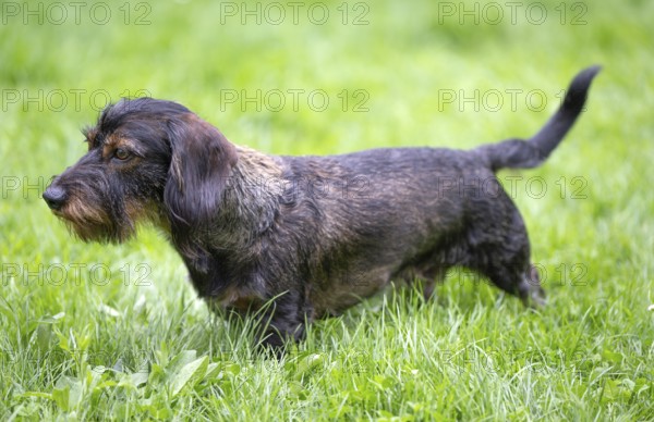 Rough-haired dachshund (Canis lupus familiaris) male, 4 years old, on a meadow, Stuttgart, Baden-Württemberg, Germany