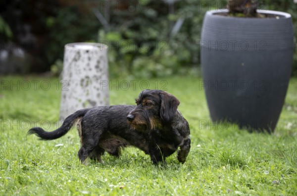 Rough-haired dachshund (Canis lupus familiaris) male, 4 years old, on a meadow, in the garden, Stuttgart, Baden-Württemberg, Germany
