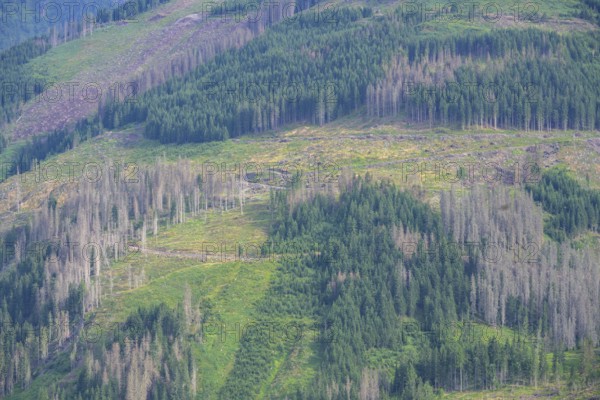 Major forest damage in a spruce forest near Obertilliach, Tyrol, Austria