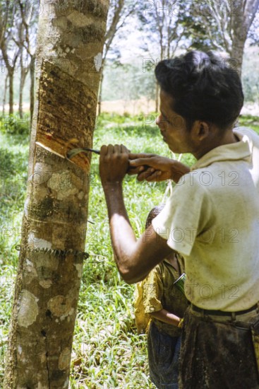 Male rubber tapper stripping off dried latex from rubber tree, Johor Bahru, Malaysia, south east Asia, 1964