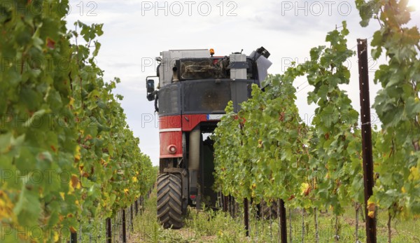 Harvest of Riesling grapes in the Palatinate