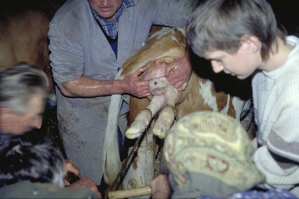 Cow birth with the help of a rope in a cowshed, Franconia, Bavaria, Germany