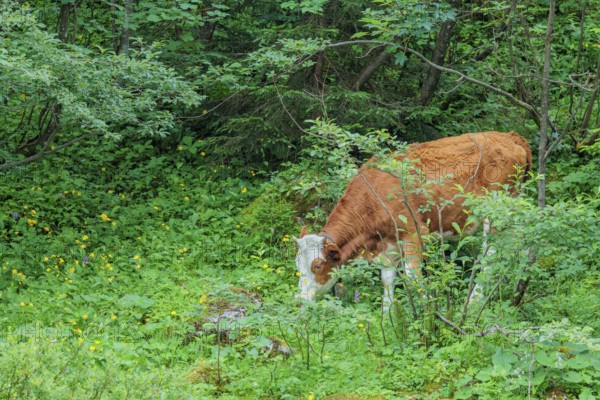 Holstein-Friesian cattle grazing on a mountain pasture in steep terrain. Eng Valley, Austria