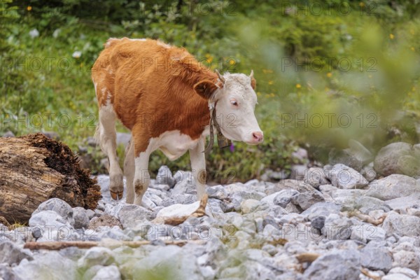 Holstein Friesian cattle crossing a creek on an alpine pasture. Eng valley, Austria