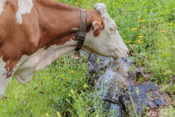 A Holstein-Friesian cow stands on a green mountain pasture in the Eng valley, Austria, drinking from a spring