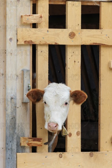 A Holstein-Friesian calf sticks its head through a wooden fence in the barn wall and looks out. Eng valley, Austria
