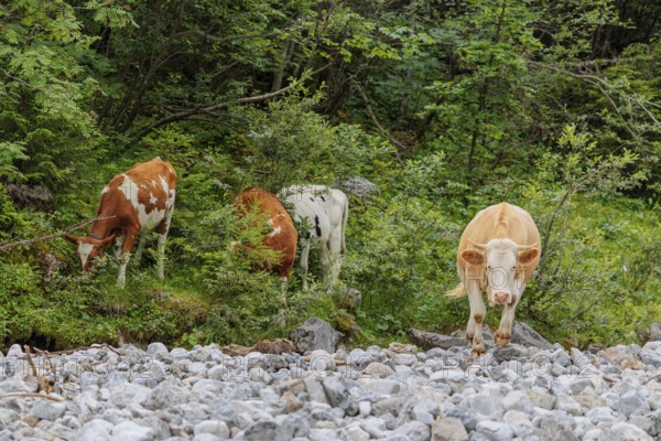 Holstein Friesian cattle crossing a creek on an alpine pasture. Eng valley, Austria
