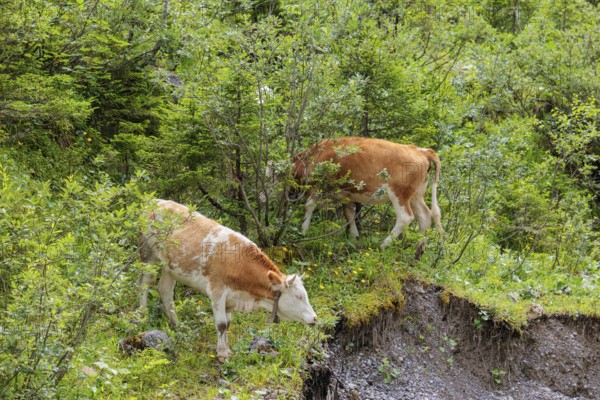 Holstein-Friesian cattle grazing on a mountain pasture in steep terrain. Eng Valley, Austria