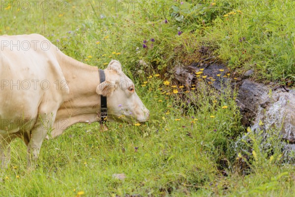 A Tyrolean Brown Swiss cow goes to a spring to drink. Eng Valley, Austria