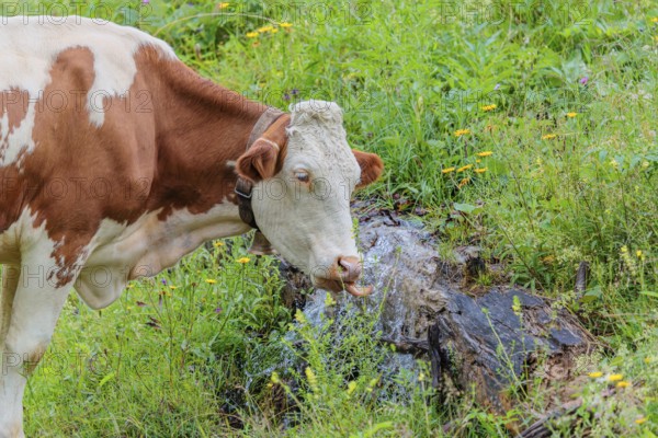 A Holstein-Friesian cow stands on a green mountain pasture in the Eng valley, Austria, drinking from a spring