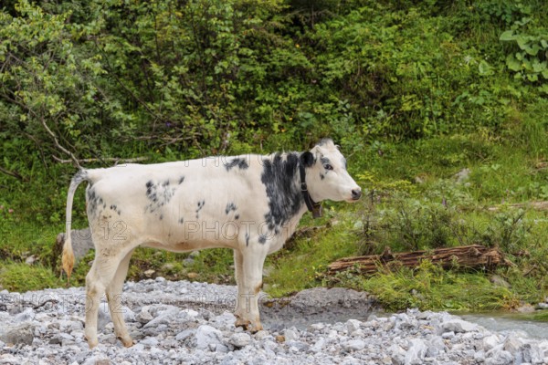 A cow crosses a creek on an alpine pasture. Eng valley, Austria