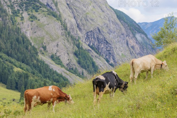 Mixed breeds of cattle grazing on a green mountain pasture in the Eng valley, Austria