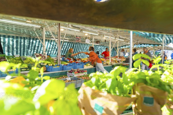 Lively market activity under a market tent with various fresh vegetables and customers, Sindelfingen, Böblingen district, Germany