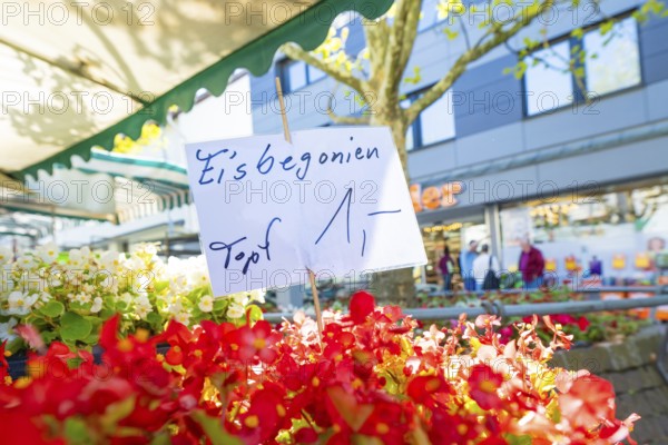 A handwritten sign points to colourful flowers at a market, Sindelfingen, Böblingen district, Germany