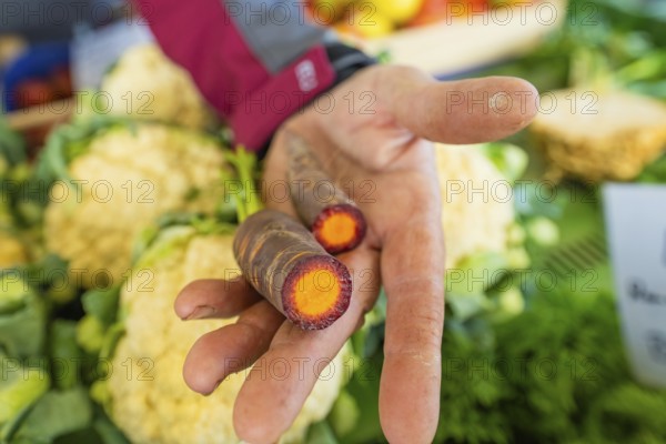 A hand holding purple carrots in front of cauliflower in the background, Sindelfingen, Böblingen district, Germany