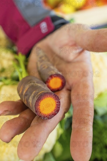Close-up of a hand holding two purple carrot halves, Sindelfingen, Böblingen district, Germany