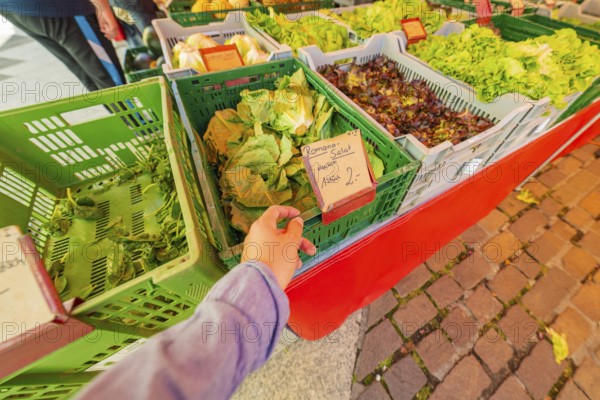 A hand takes lettuce from a market stall with fresh vegetables in green boxes on a paved path, Sindelfingen, Böblingen district, Germany