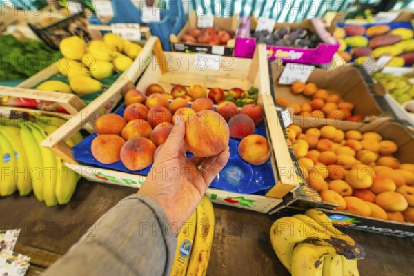 A hand holding a peach above a market stall with various fruits such as bananas and peaches, Sindelfingen, Böblingen district, Germany