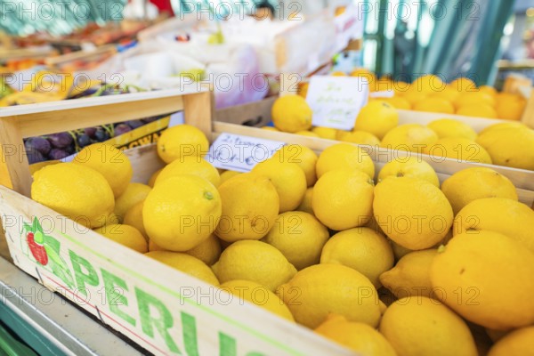 Lemons in a wooden crate at a lively market, Sindelfingen, Böblingen district, Germany