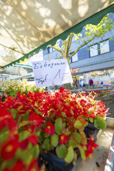 Red begonia flowers with a price tag at a market under a shaded roof, Sindelfingen, Böblingen district, Germany