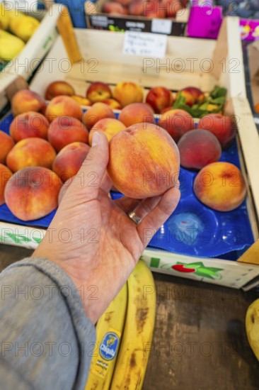 A hand holds a juicy peach over a crate of fresh fruit at a market stall, Sindelfingen, Böblingen district, Germany