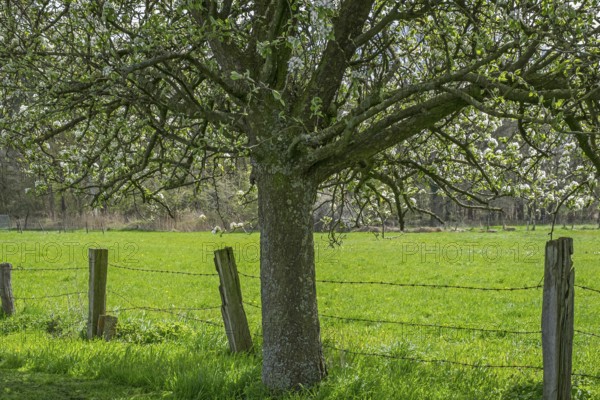 Old flowering fruit tree, Münsterland, North Rhine-Westphalia, Germany