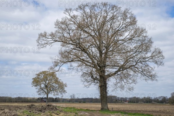 Two trees in an open field under a cloudy sky, Münsterland, North Rhine-Westphalia, Germany