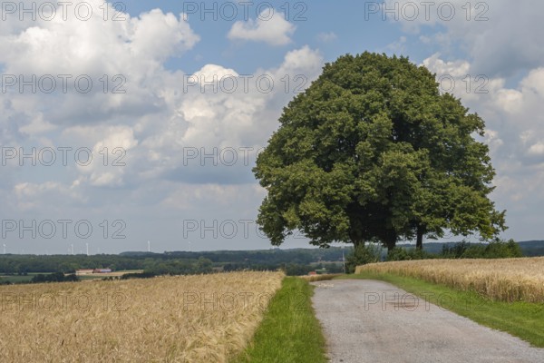 Dreilindenhöhe on the Coesfelder Berg, Coesfeld-Daruper-Höhen, Münsterland, North Rhine-Westphalia, Germany
