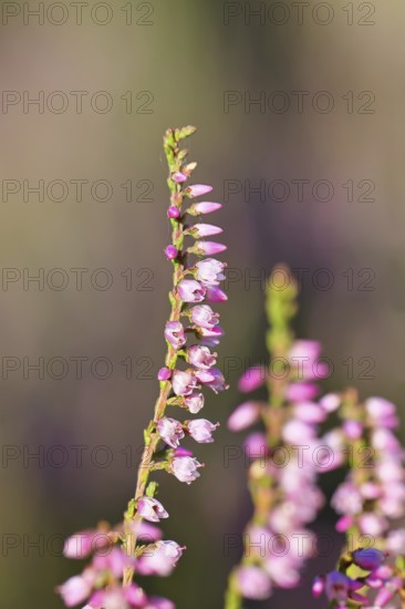 Flowering heather (Calluna vulgaris), heather, Trupacher Heide nature reserve, Siegen, North Rhine-Westphalia, Germany