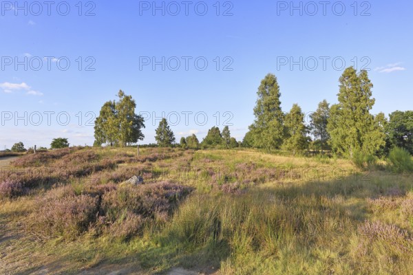 Heath landscape with heather (Calluna vulgaris) and birch trees and blue sky, Trupacher Heide nature reserve, Siegen, North Rhine-Westphalia, Germany