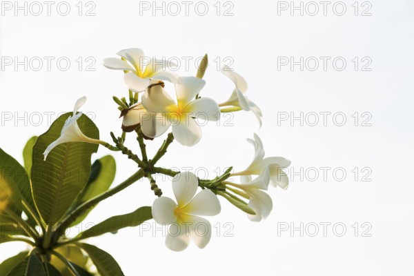 Frangipani, Pearl Beach, Koh Mook, Trang Province, Southern Thailand, Andaman Sea, Thailand