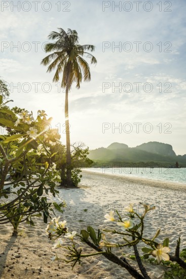 White sandy beach and coconut palms, sunset, Pearl Beach, Koh Mook, Trang Province, Southern Thailand, Andaman Sea, Thailand