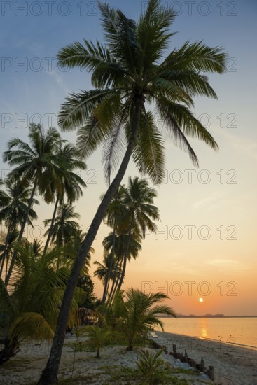 White sandy beach and coconut palms, sunrise, Pearl Beach, Koh Mook, Trang Province, Southern Thailand, Andaman Sea, Thailand